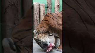 Tiger 🐅 stalking his food #animals #tiger #wildlife
