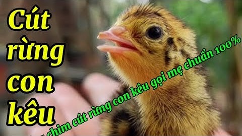 Tiếng chim cút rừng con kêu gọi mẹ chuẩn 100% Me nyuam ws quaj dib los zoo heev 100%