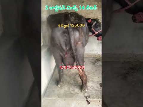 జ్యోతి డెయిరీ ఫామ్ హిస్ #andhrafarmers #cbnews #baffalo #murraha #ytshorts #yt #ytviral #ytstudio