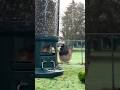 A Messy-Haired Junco Visits the Feeder 🐤🥰 #backyardbirds
