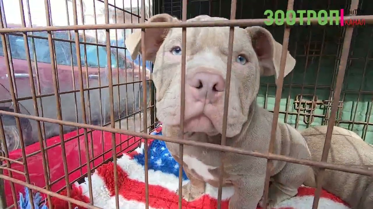 Собачий базар Одесса. Староконный рынок. Продажа собак. Щенки. Барахолка. Птичий рынок. #зоотроп