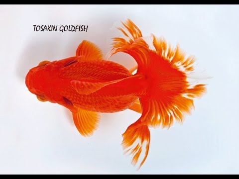 gold fish types and their names youtube