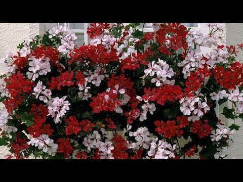 ЯК РОЗМНОЖИТИ ПЕЛАРГОНІЮ В ДОМАШНІХ УМОВАХ// СЕКРЕТИ ЦВІТІННЯ #пеларгонія #пеларгония #pelargonium
