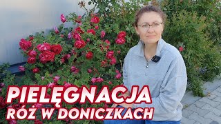 Jak pielęgnować róże w doniczkach? Podłoże, podlewanie, nawożenie, cięcie || Rozaria.pl