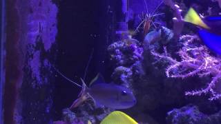 Cleaner shrimp attempted to clean blue throat jaw Triggerfish