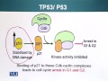 BIO201 Cell Biology Lecture No 145