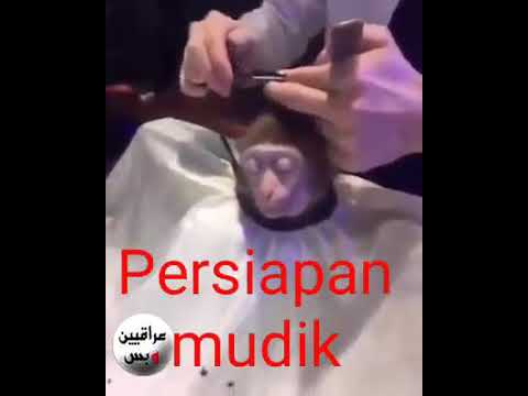  Monyet  potong  rambut lucu YouTube