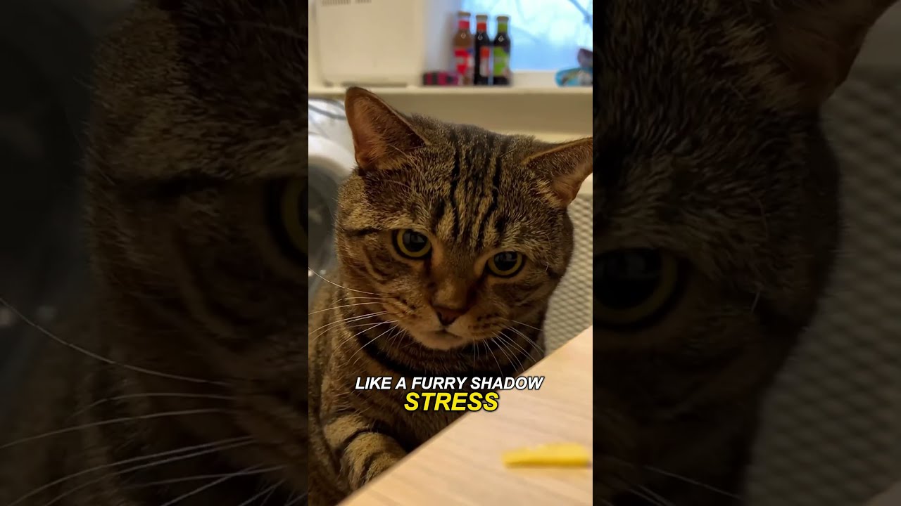 Causes Meanings How To Calm A Talkative Cat Pet Cute Cats