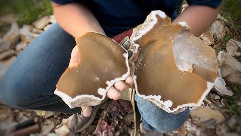 Spalling Odd-Shaped Coral Heads; Flint-Knapping Raw Florida Coral!