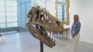 T-Rex skull expected to auction for millions screenshot 5