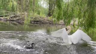 Mother Duck Protects Ducklings from a Nearby Swan