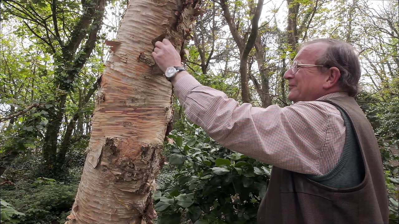 Betula - Burncoose Nurseries - YouTube