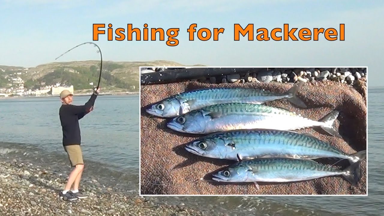 Feathering for Mackerel Shore fishing beach casting for mackerel in