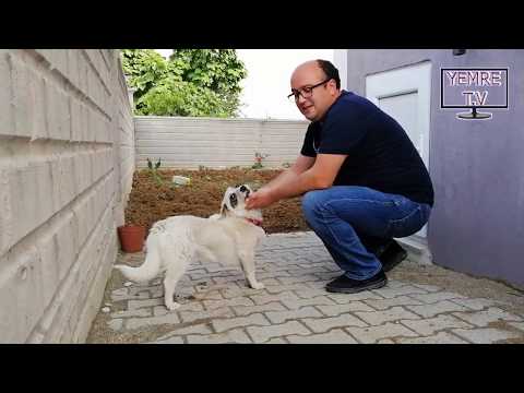 Video: Hoe Om 'n Hond Opdragte Te Leer - 