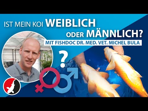 Video: Wie Unterscheidet Man Weibliche Von Männlichen Fischen?