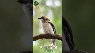 The Bird with the Evil Laugh Laughing Kookaburra Secrets#wildlife #animals #shorts