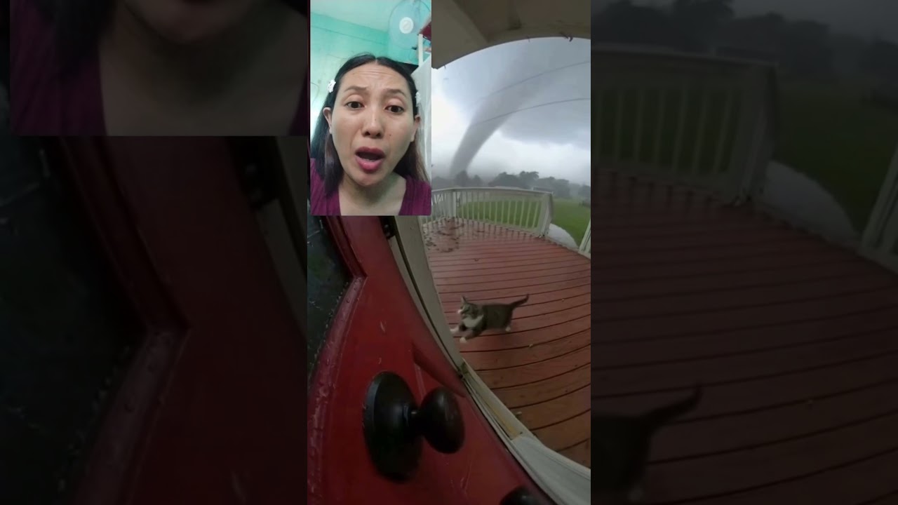 ternyata kucingnya😲😭🐱  