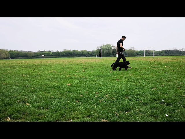 DFC Dog Training Intro Video