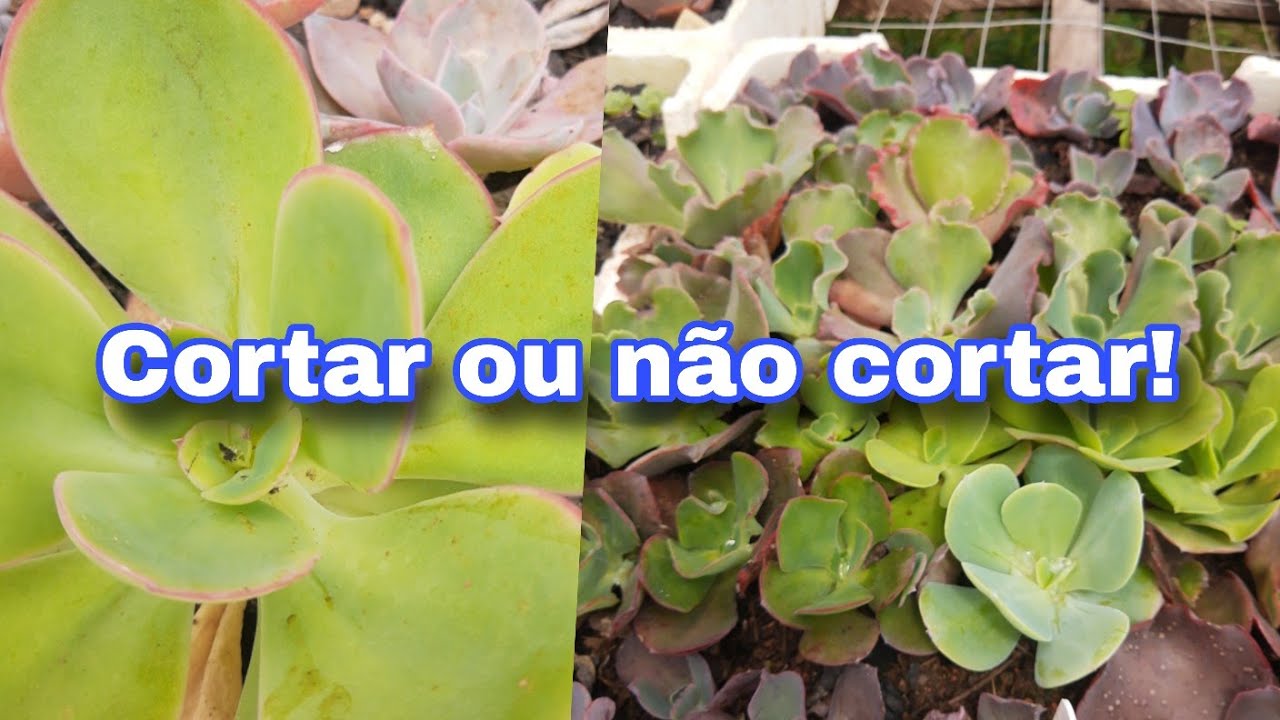 Cortar ou não!!!!!