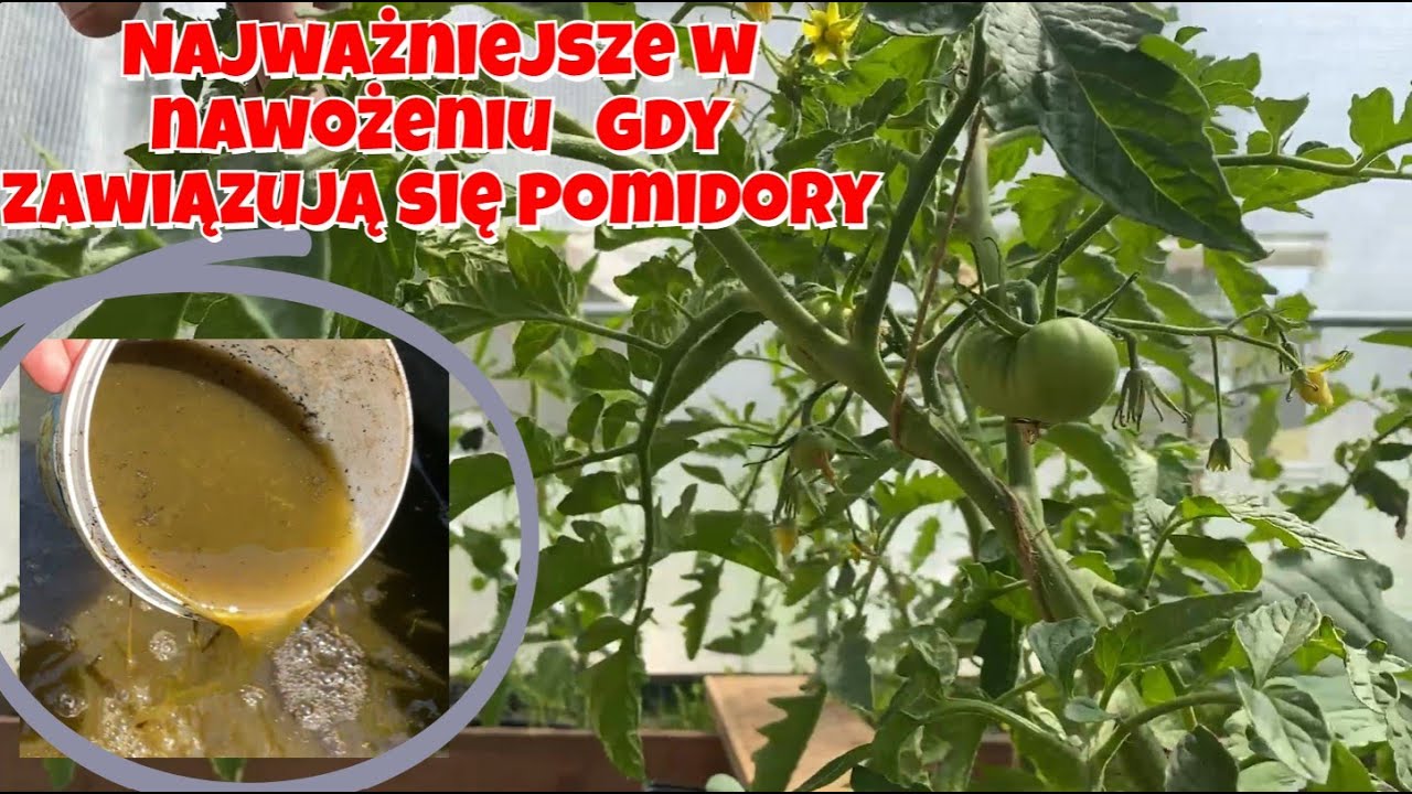 Najważniejsze w nawożeniu pomidorów, gdy się zawiązują. Potas dla pomidorów na pierwszym planie.