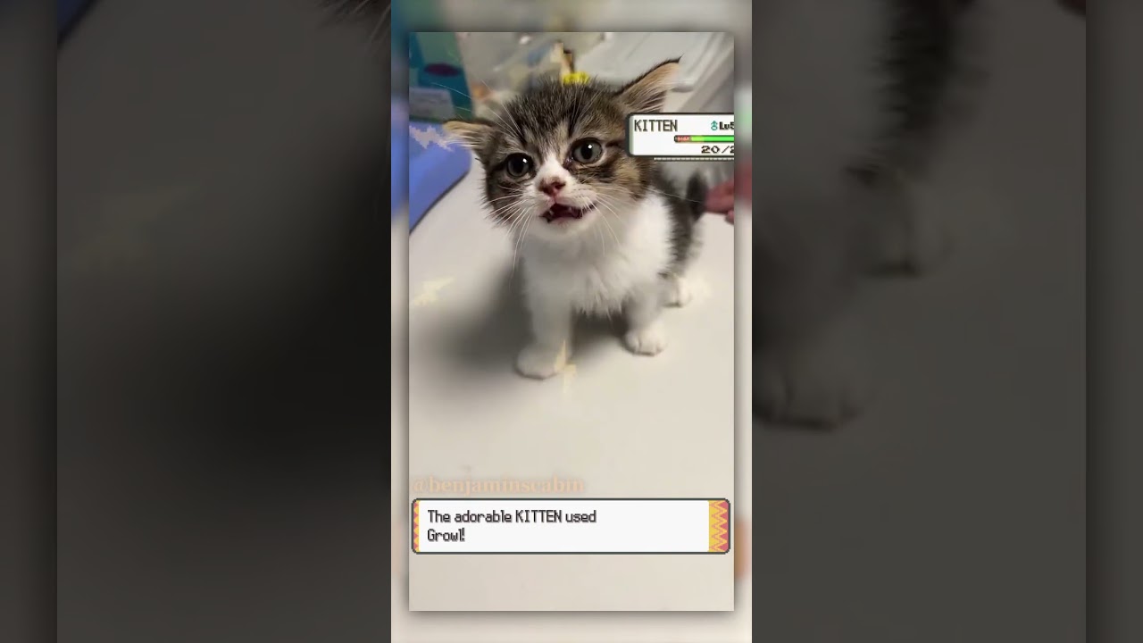 Kitten used Growl!  
