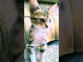 #music #keşfet #kedi #keşfetteyiz