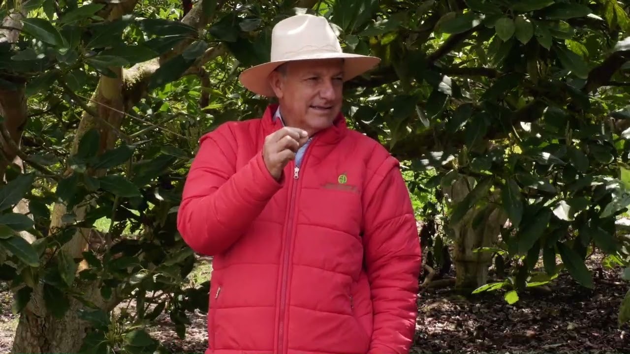 ¿Aguacate de primera? ¡Este programa te interesa! - Somos Agricultura Tropical