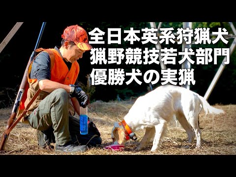 【狩猟】イングリッシュセターの姫号×最年少ハンドラー・全英若犬部門優勝ペアのハンティングライブ！