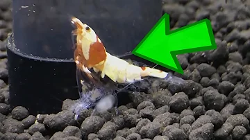 Aquarium Shrimp Molting - Shrimp Shedding Skin