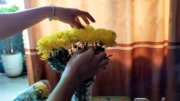 Cắm hoa cúc chưng ngày rằm.