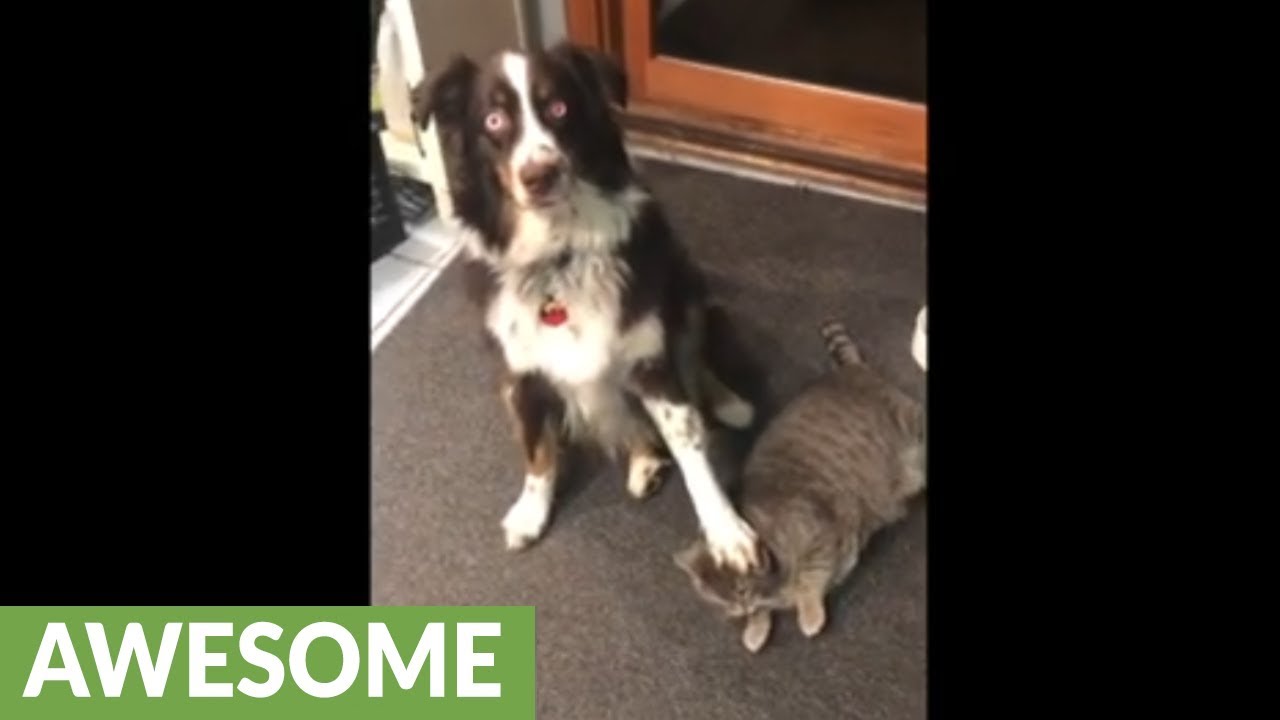 cats and kittens rspca Smart dog points out exactly where his cat buddy is