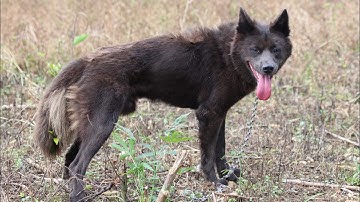 Chó Lài Dạng Sói -Siêu Phẩm Hiếm Gặp Trên Bản-Cá Thể Có Một Không Hai …