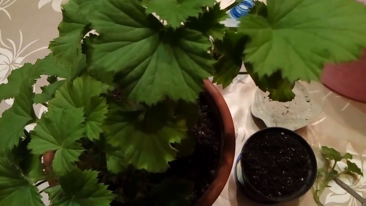 как размножить "Королевскую пеларгонию" черенками.