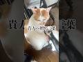 猫が君へ贈る言葉