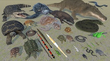 Realistic Modern Reptile Weight Comparison - Lightest To Heaviest - 3D Animal Animation Comparison