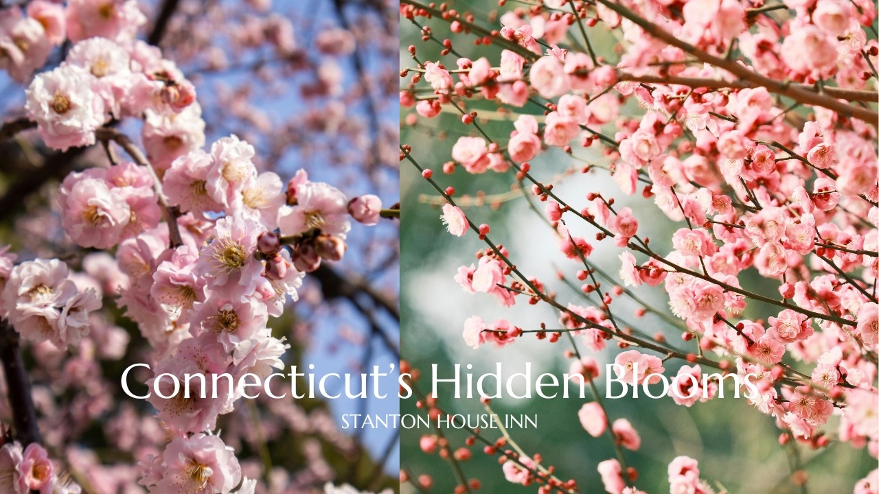Hidden Gems for Cherry Blossoms in CT 🌸