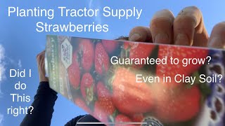 Planting Tractor Supply Strawberries