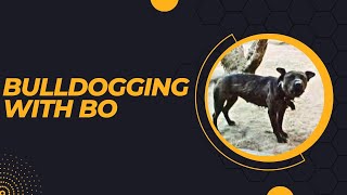 BULLDOGGING WITH BO