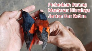 CARA MUDAH MEMBEDAKAN MANTENAN GUNUNG HIMALAYA JANTAN DAN BETINA