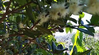 JABUTICABA AMARELA( CABELUDINHA)