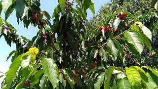 Successfully growing Sweet Cherries in North Texas Z8b screenshot 4