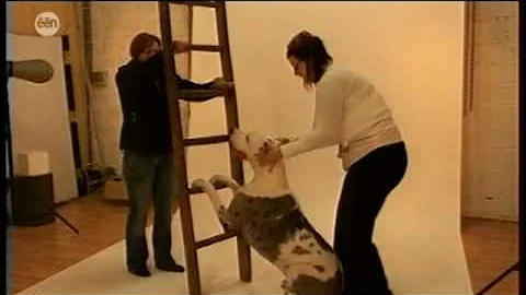 Man Bijt Hond - Teevee Hond