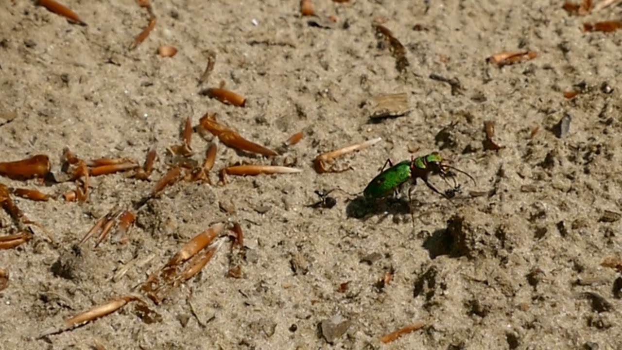 zandloopkever eet mier