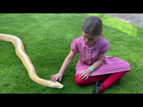 Best friends with 16ft Reticulated Python