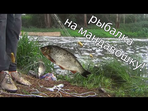 рыбалка на мандавошку! не кастинговая сеть! cast net fishing!