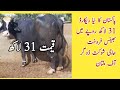 New World Record: Buffalo Sold for 31 Lacks ll Top Nili Ravi Breeder Haji Shaukat Doggarof Multan