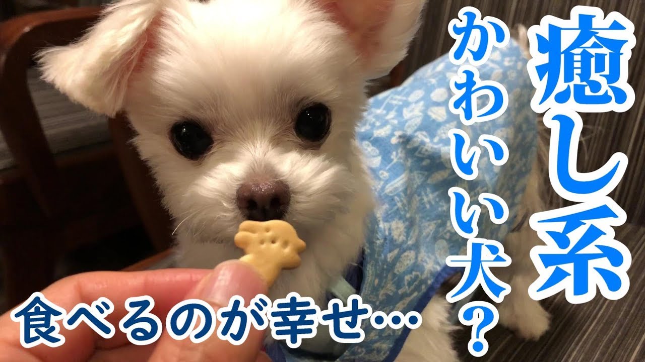 マルチーズわたまる 犬と旅行 癒し系 食べるのが幸せそうな犬 Maltese Dog Youtube