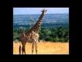 Put Giraffes In The Air 