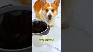 This Dog Took Revenge And It Got Serious