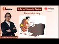 Comprehensive Guide to the Femoral Artery with Dr. Vaishaly Bharambe